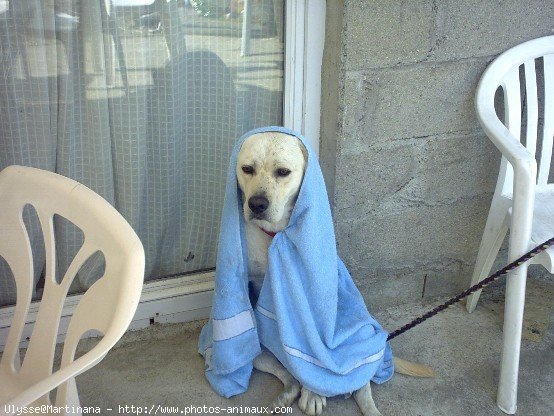 Photo de Labrador retriever