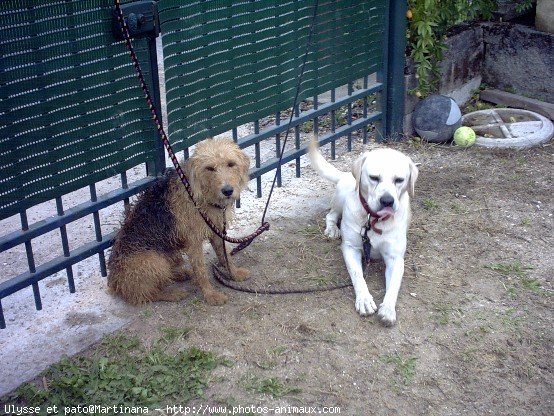 Photo de Labrador retriever