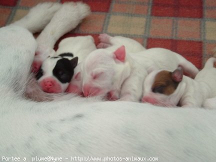 Photo de Parson russell terrier