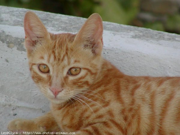 Photo de Chat domestique