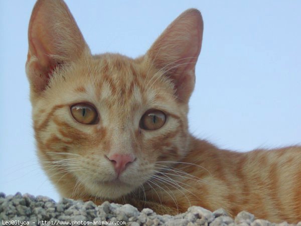 Photo de Chat domestique