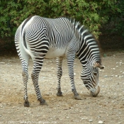 Photo de Zebre