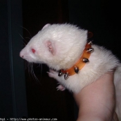 Photo de Furet