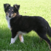 Photo de Chien de berger des shetland