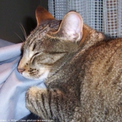 Photo d'Ocicat