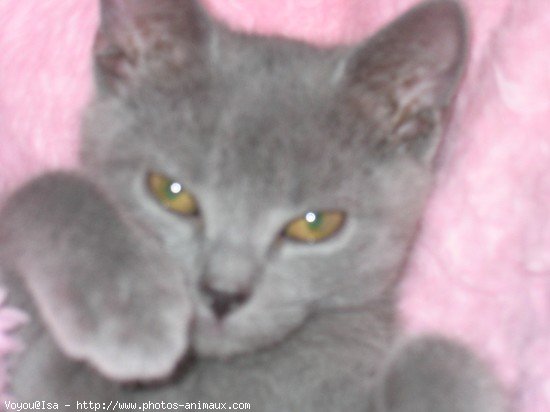 Photo de Chartreux