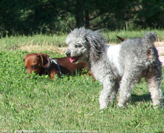 Photo de Races diffrentes