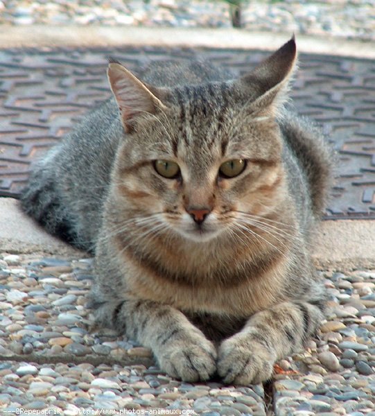 Photo de Chat domestique