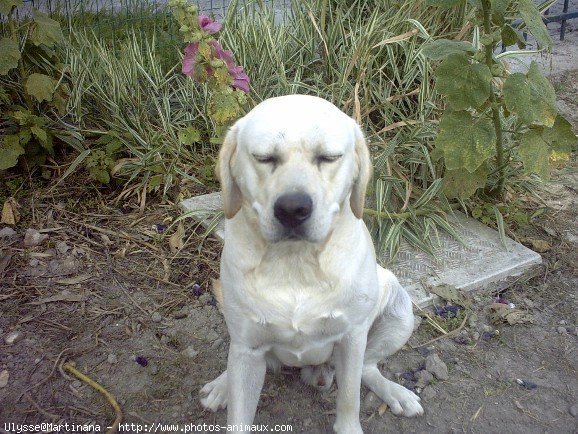 Photo de Labrador retriever