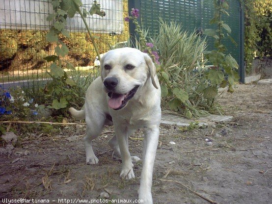 Photo de Labrador retriever