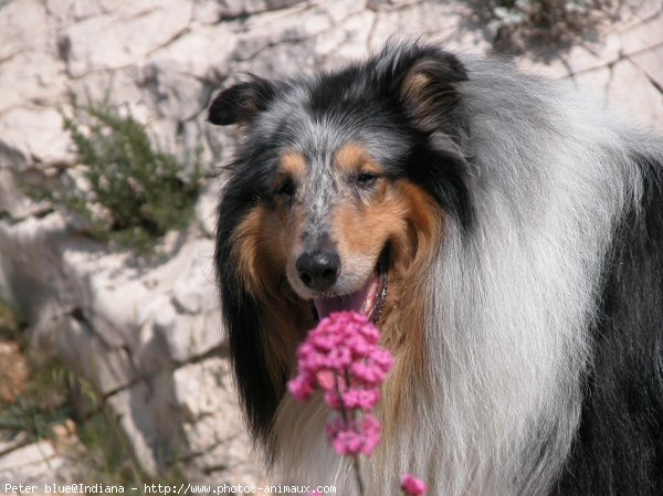 Photo de Colley  poil long