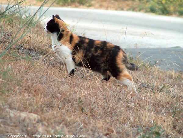 Photo de Chat domestique