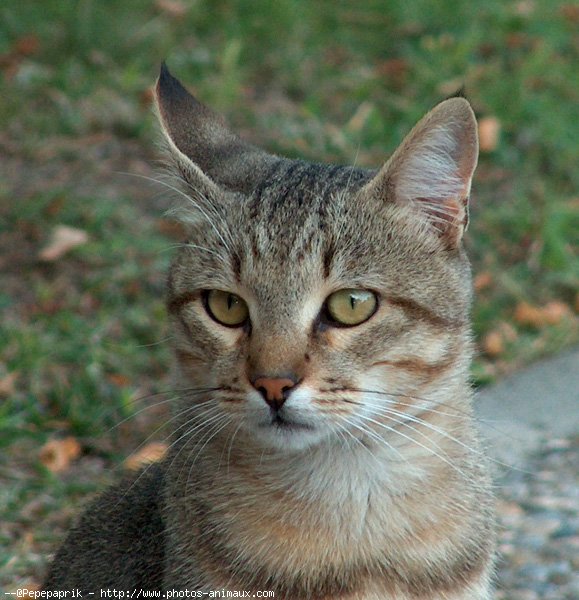 Photo de Chat domestique