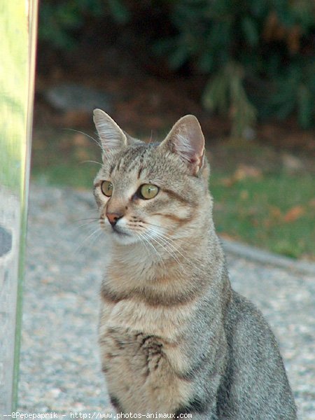 Photo de Chat domestique