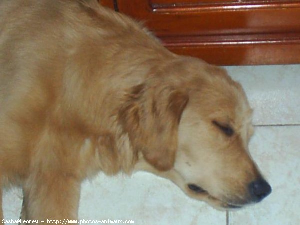 Photo de Golden retriever