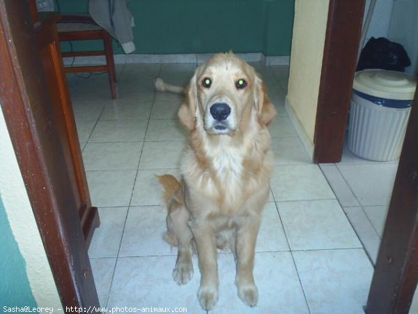 Photo de Golden retriever