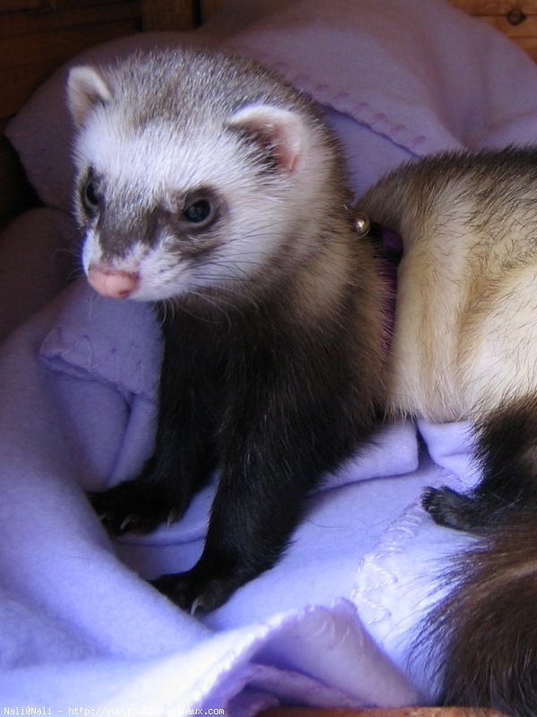 Photo de Furet