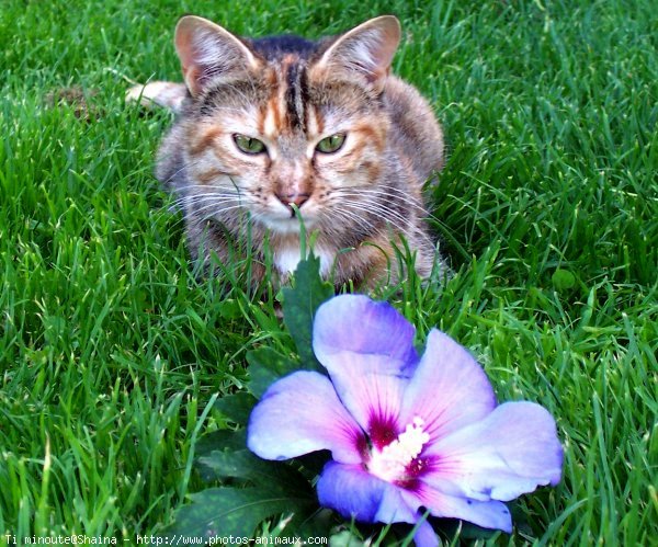 Photo de Chat domestique