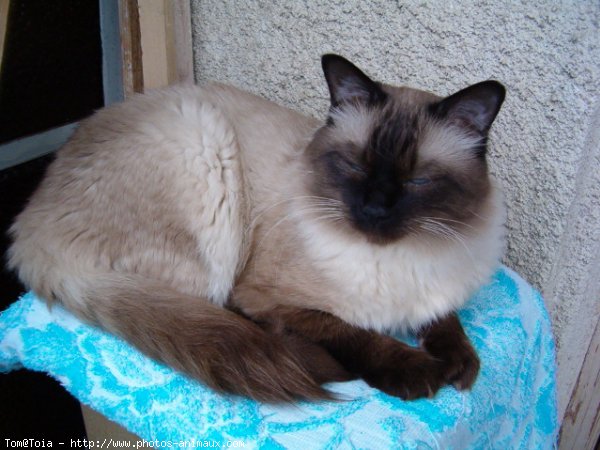 Photo de Sacr de birmanie