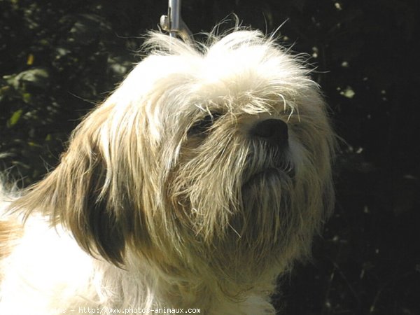 Photo de Shih tzu