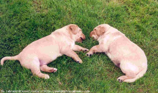 Photo de Labrador retriever