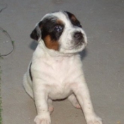 Photo de Parson russell terrier