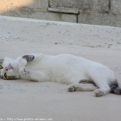 Photo de Chat domestique