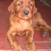 Photo de Setter irlandais rouge