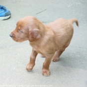 Photo de Setter irlandais rouge