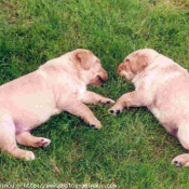 Photo de Labrador retriever