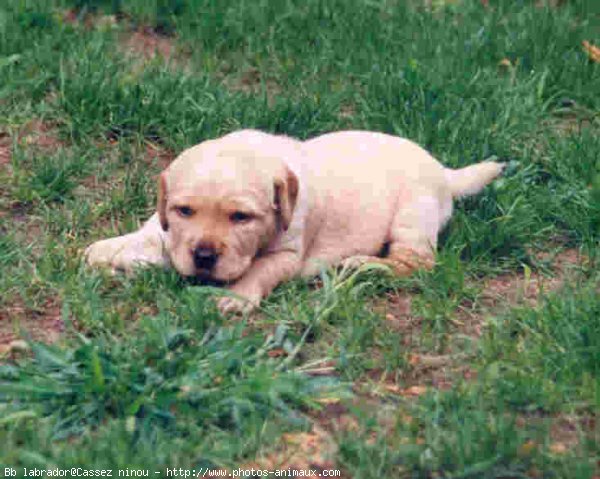 Photo de Labrador retriever