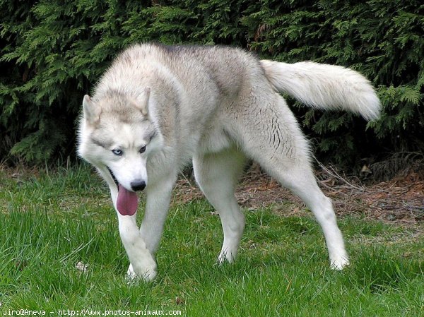 Photo de Husky siberien