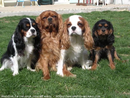 Photo de Cavalier king charles spaniel