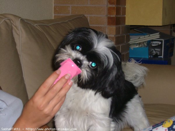 Photo de Shih tzu