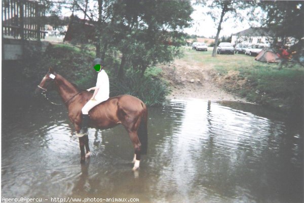 Photo d'Anglo-arabe