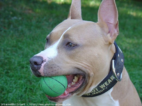 Photo d'American staffordshire terrier