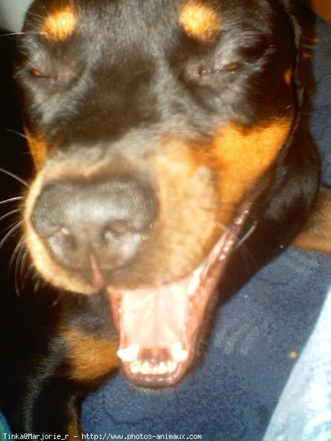 Photo de Rottweiler