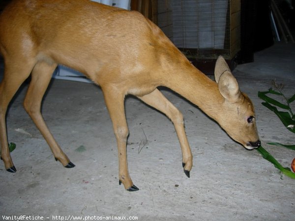 Photo de Biche