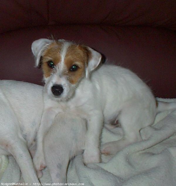 Photo de Jack russell terrier