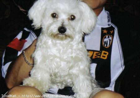 Photo de Bichon maltais