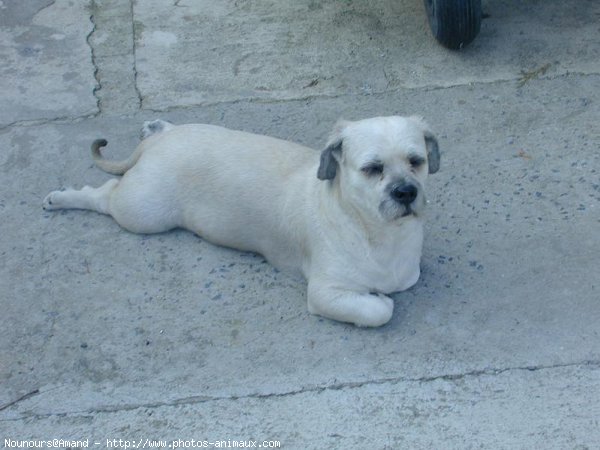 Photo de Lhassa apso