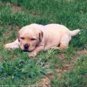 Photo de Labrador retriever