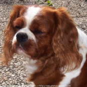 Photo de Cavalier king charles spaniel