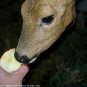 Photo de Biche