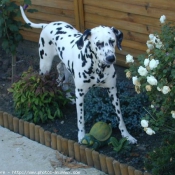 Photo de Dalmatien