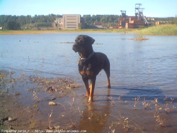 Photo de Rottweiler