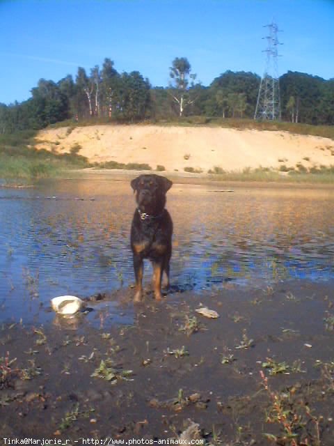 Photo de Rottweiler