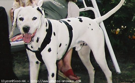 Photo de Dalmatien