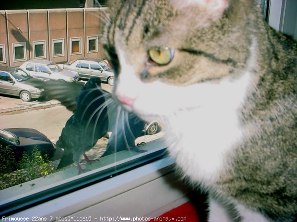 Photo de Chat domestique