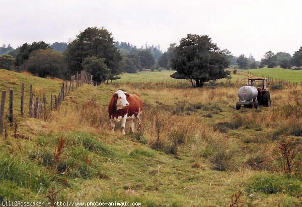 Photo de Vache